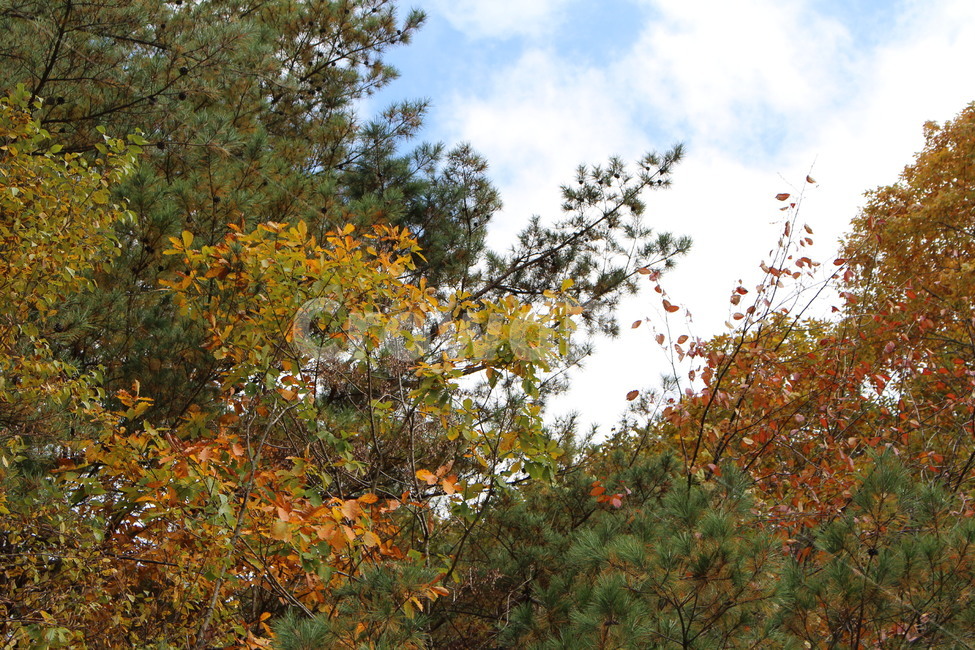 가을,낙엽,단풍,leaves,fall,autumn,가을,계절,fall,autumn,season,자연,풍경,nature,landscape,식물,plants,tree,나무,plant,leaf,잎