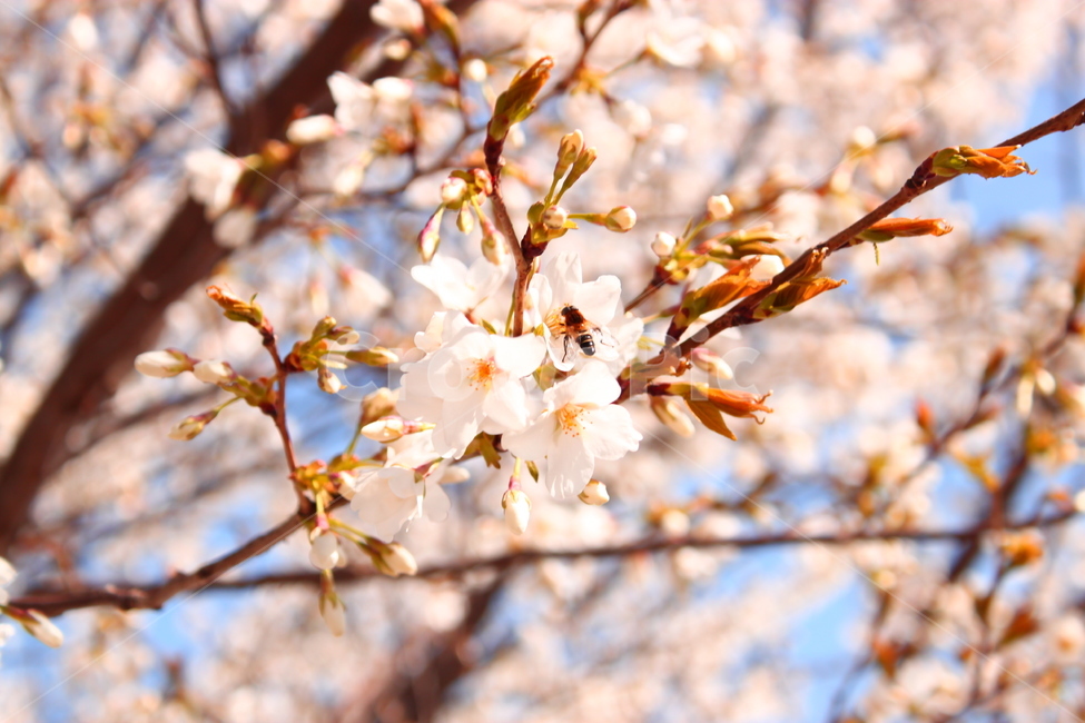 벚꽃,벚나무,꽃,봄,벌,blossom,식물,곤충,자연,plants,spring,flower,bee