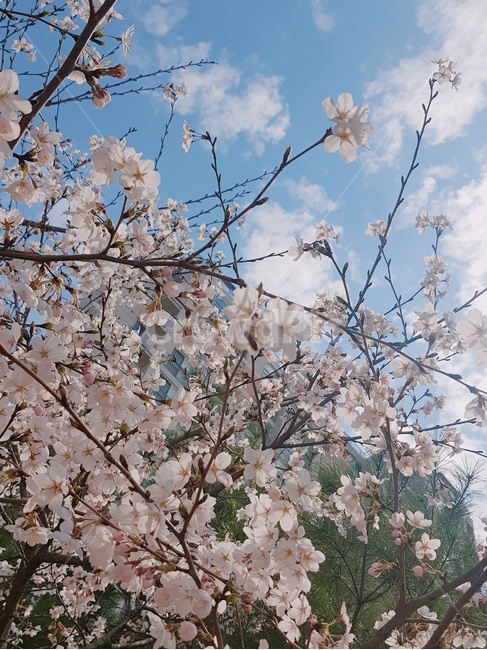 꽃,벚꽃,벚나무,나무,봄,자연,풍경