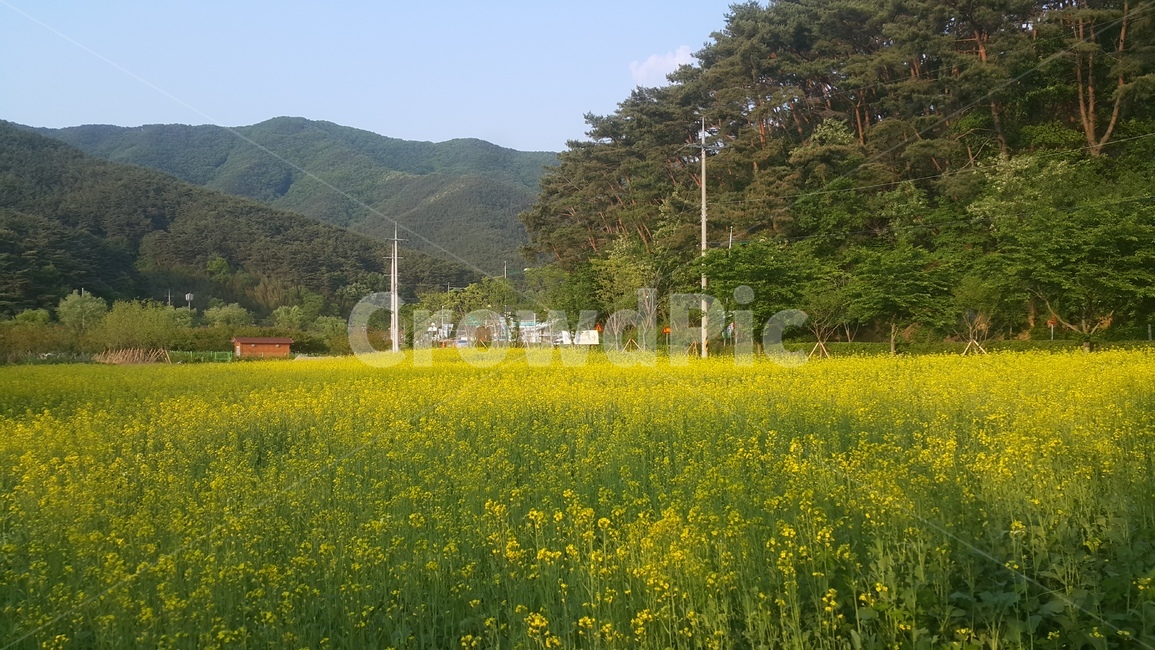 계절,유채꽃,봄,할머니댁,날씨,풍경