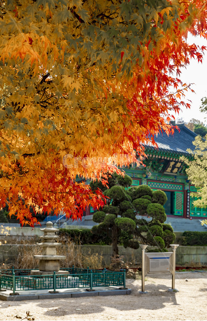 보광사,가을,단풍,자연,풍경,사찰,단풍잎,나뭇잎,계절,가을서정,식물,plant,나무,잎,가을,계절,fall,autumn,season,tree,leaf,maple