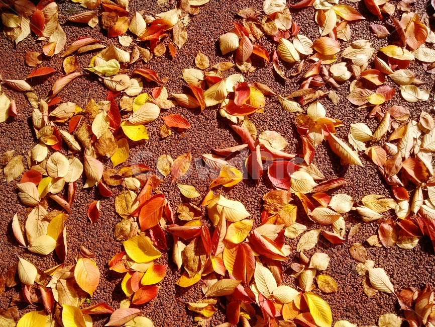 낙엽,단풍,leaf,잎,plant,식물,붉은단풍