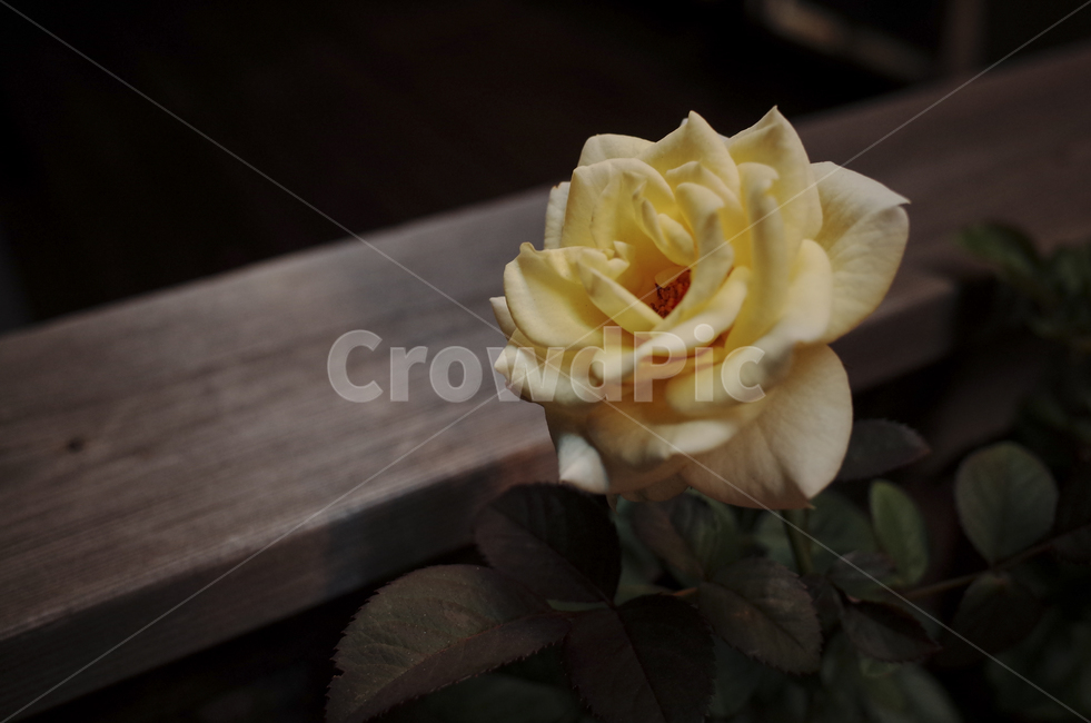 꽃,flower,식물,plant,green,초록,잎,들꽃,rose,장미,yellow,노란장미,연노랑,연노랑꽃,노란꽃,연노랑장미