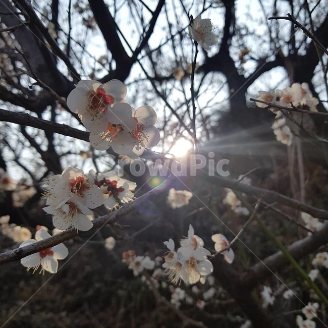 매화꽃,꽃,봄,flower,spring,봄,계절,spring,season,식물,자연,plants,nature,꽃,flower,plant,blossom