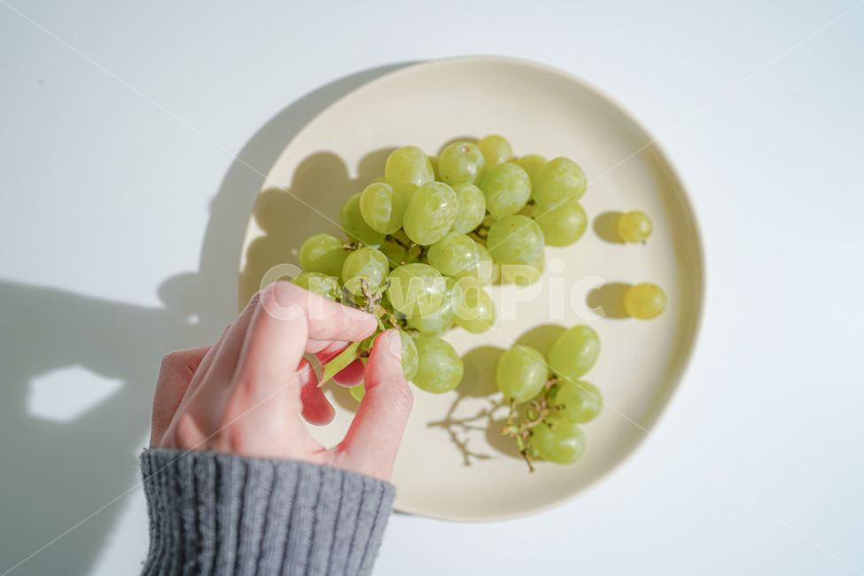 plant,식물,food,음식,fruit,과일,grapes,포도,솜사탕,솜사탕포도,코튼캔디,코튼캔디포도,cottoncandy,cottoncandygrapes,손,접시,dish,열매,청포도,샤인머스켓,간식,dessert,과일,열매,fruit