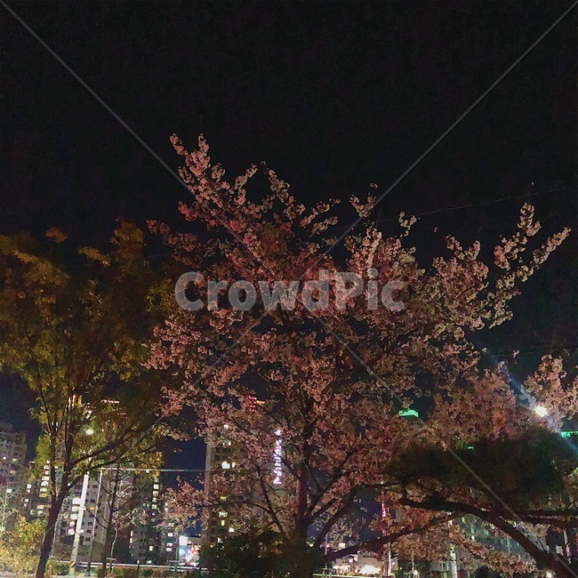 꽃,벚꽃,밤,밤하늘,꽃나무