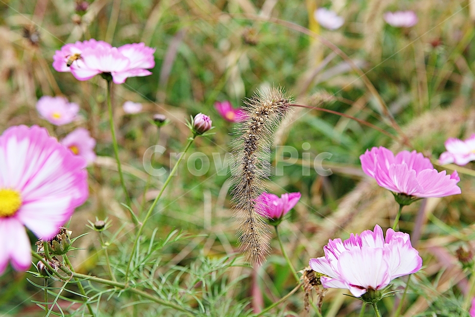강아지풀,꽃,씨,식물,자연,가을,풀,잡초,식물,자연,plants,nature,꽃,flower