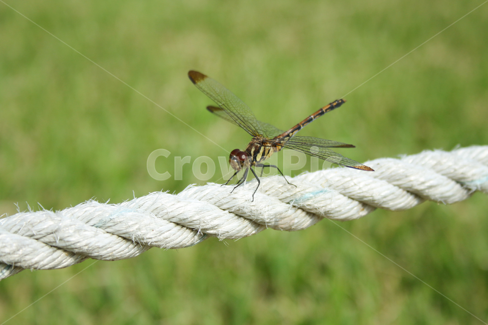 잠자리,자연,곤충,벌레,insect,bug,dragonfly