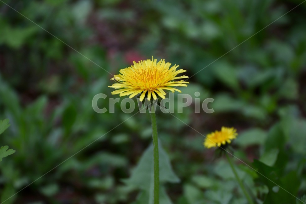 민들레,dandelion,yellow,노란색,taraxacumofficinale,꽃,flower,홀씨,공원,plant,민들레꽃,풀,초록색,seeds