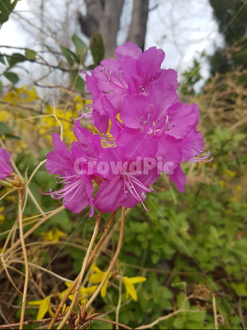 꽃,들꽃,flower,wildflower,꽃잎,petal,floralleaf