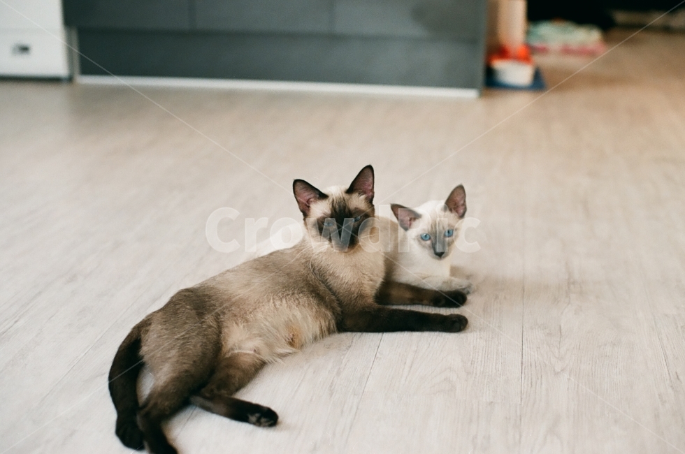 love,Siamese,maternal love,pilm,monotone,animal photo,siamese cat,son,mammal,cat,animal,Emotion,family,mammalia,photography,ending of a word,film camera