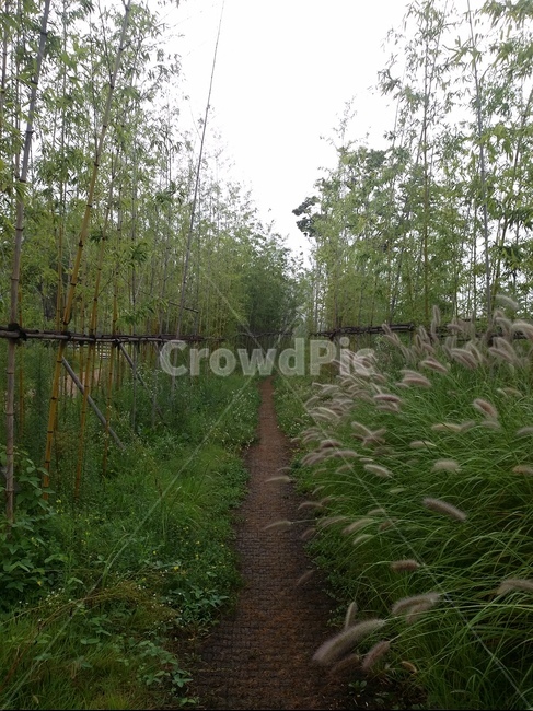 길,대나무,강아지풀,자연,nature,road,away,자연,풍경,nature,landscape,plant,식물,grass,잔디,land,땅,outdoors,옥외,water,물