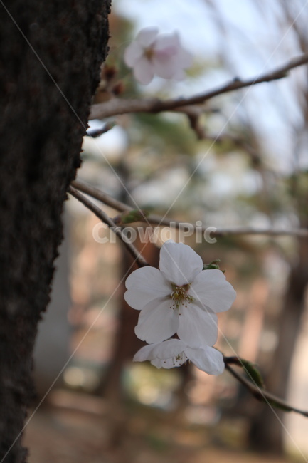 벚꽃,흰벚꽃,벚꽃근접,벚꽃나무,봄꽃,꽃,꽃나무,봄,계절,spring,season,식물,자연,plants,nature,꽃,flower,plant,blossom,geranium,제라늄