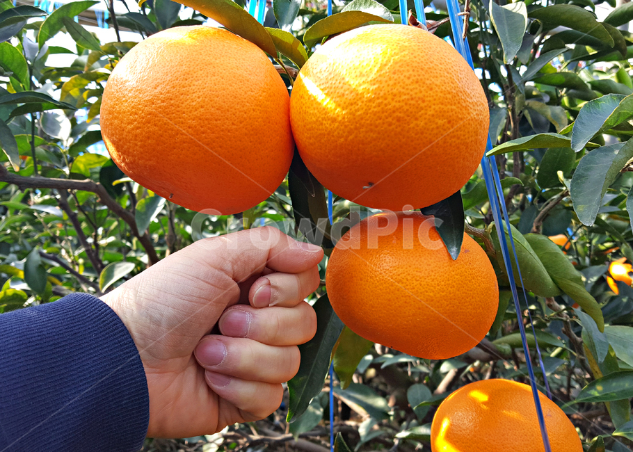 천혜향,감귤류과일,citrusfruit,food,음식,fruit,과일,plant,식물,produce,grapefruit,orange,주황색