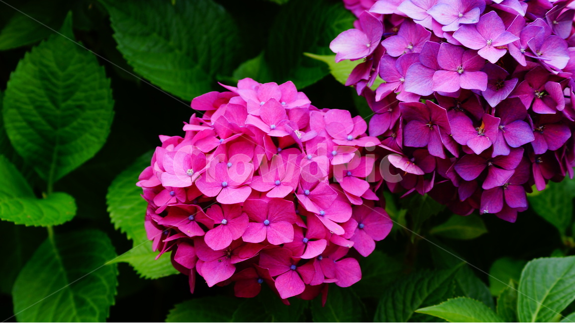 수국,꽃,꽃사진,식물,수국꽃,식물,자연,plants,nature,꽃,flower