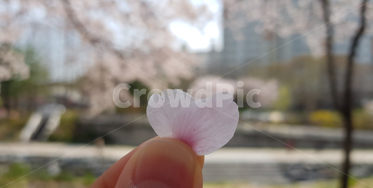 꽃잎,하트,벚꽃,봄,하트꽃잎