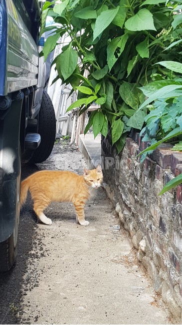 길고양이,치즈태비,동물,고양이,흰양말,우유자국