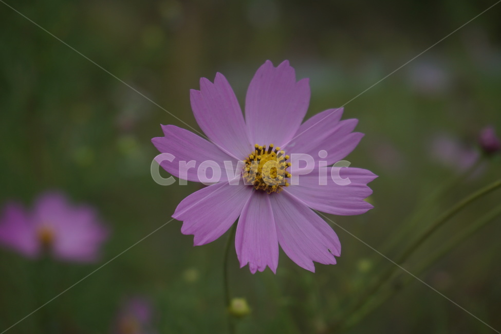 코스모스,가을,분홍색,식물,plant,식물,자연,plants,nature,꽃,flower