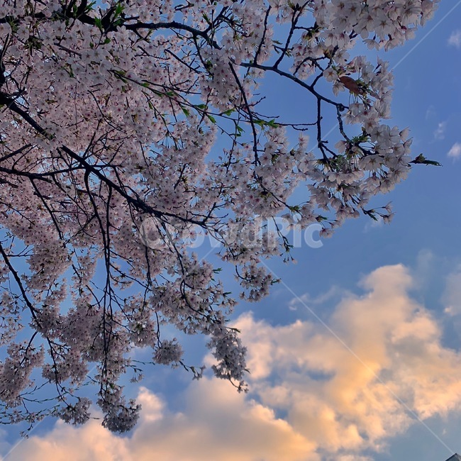 벚꽃,나무,봄,꽃,구름,봄,계절,spring,season,plant,식물,flower,blossom,cherry blossom