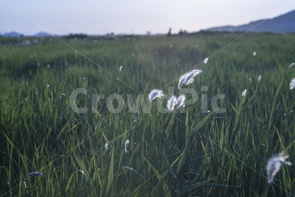 풍경,노을,저녁,수섬,출사,삘기꽃,백묘화,자연,풍경,nature,landscape,휴식,힐링,rest,relaxation,healing,감성,sensible,feeling,plant,식물,grass,잔디