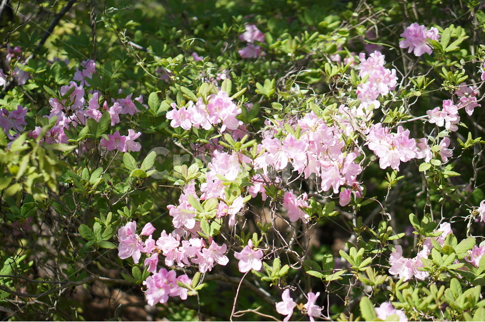 산철쭉꽃,핑크,빛,봄,산,봄,계절,spring,season,식물,자연,plants,nature,꽃,flower,plant,blossom