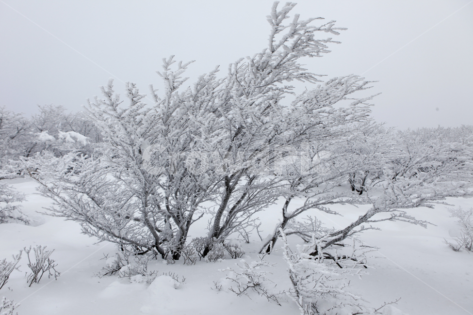 겨울,나무,풍경,한라산,눈꽃,snow,겨울,계절,winter,season,자연,풍경,nature,landscape,storm,폭풍,blizzard,눈보라,outdoors,옥외,눈