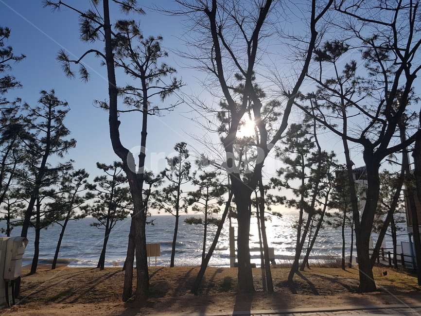 바다,대천,해수욕장,해변,나무,풍경