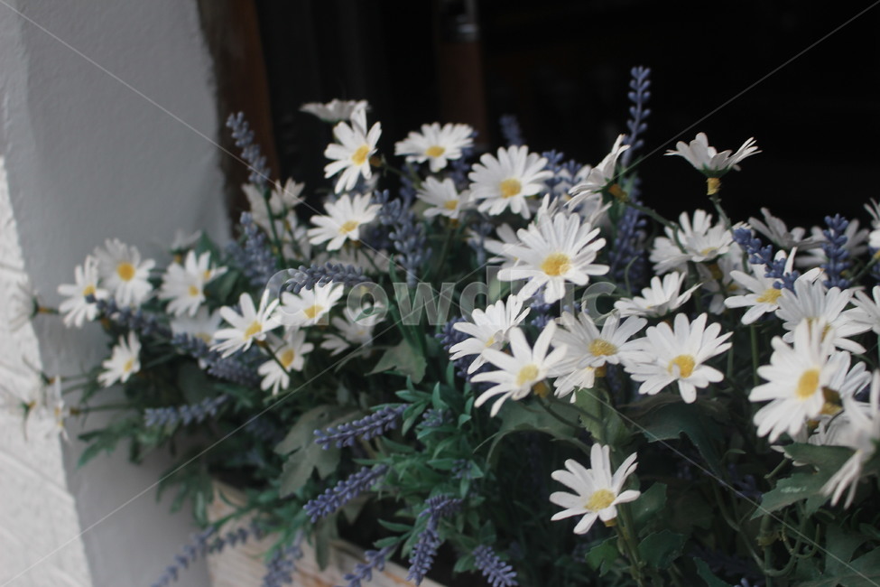 꽃,flower,데이지,daisies,화단