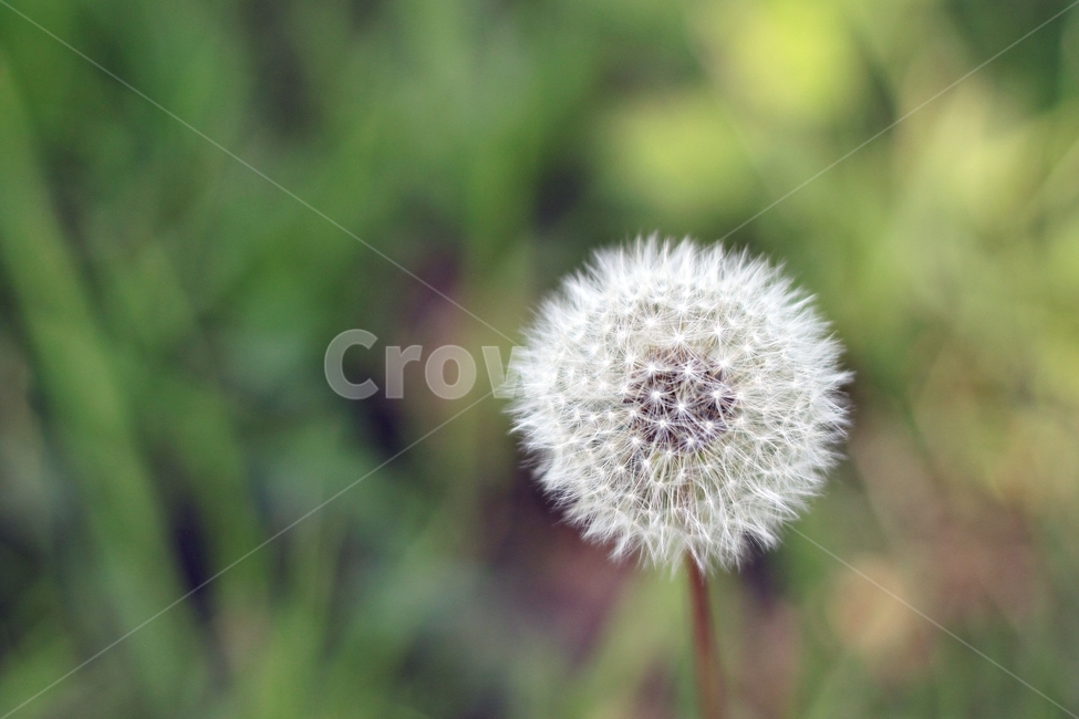 민들레,홀씨,감성,들꽃,자연,식물,민들레홀씨,하얀,순수,맑음,식물,자연,plants,nature,꽃,flower