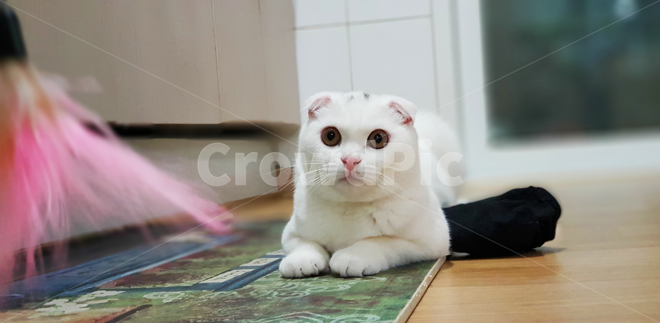 고양이,동물,스코티시폴드,폴드,스코티시,동물,animal,포유류,mammal,고양이,cat,kitten,kitty