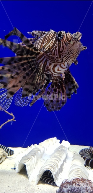 아쿠아리움,열대어,물고기,바다생물,바다,동물,animal,어류,물고기,fish