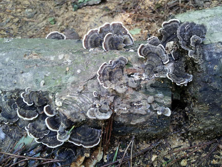 버섯,독버섯,fungus,진균류,야생버섯,숲,숲속,고목,기생,화려함,독,mushroom,poison,forest,흰띠