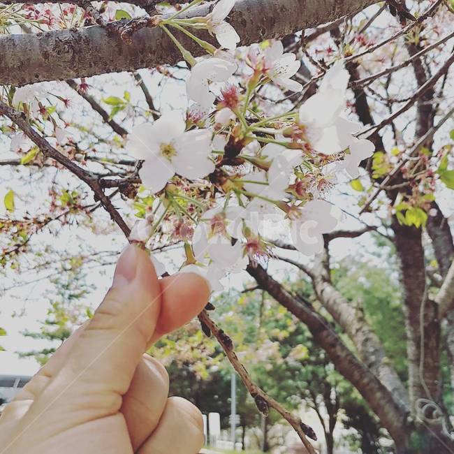 봄,하트,벚꽃,추억,꽃,봄,계절,spring,season,식물,자연,plants,nature,꽃,flower,plant,tree,나무