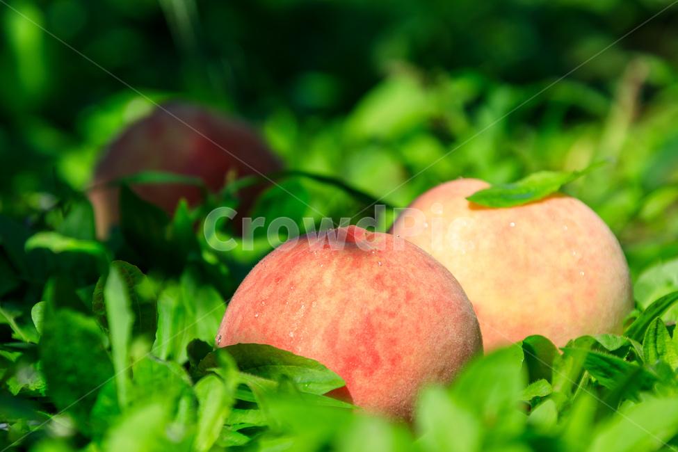 복숭아,과수원,식품,과일,수확,가을,익은,농업,과일,열매,fruit,산업,industry,industrial,농업,농사,agriculture,farming,farming industry