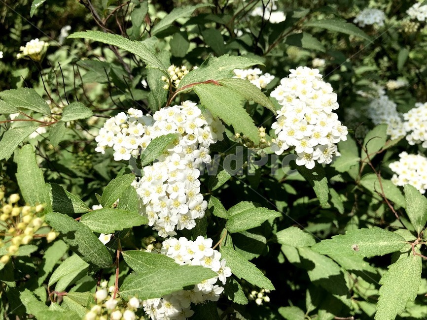 꽃,봄꽃,flower,white,초록,하얀,흰색,푸른,풀,자연