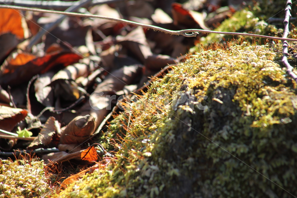 이끼,선태식물,moss,plant,식물