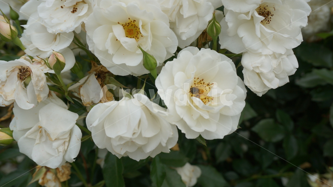 꽃,자연,식물,꽃축제,예쁜꽃,식물,자연,plants,nature,꽃,flower