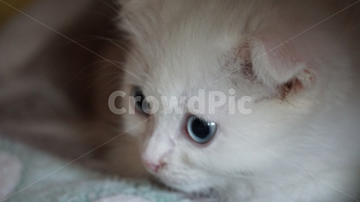 고양이,반려묘,반려동물,스코티시폴드,아깽이,하얀고양이,파란눈고양이,아기고양이,cat,kitten,scottishfold,말썽꾸러기,allie,동물,animal,포유류,mammal,고양이,cat,kitten,kitty