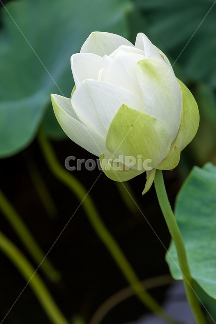 연꽃,불교,여름,식물,정원,꽃잎,꽃,식물,자연,plants,nature,꽃,flower