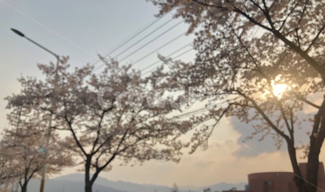 가로등,오후,봄,벚꽃,여유,감성,포근,추억