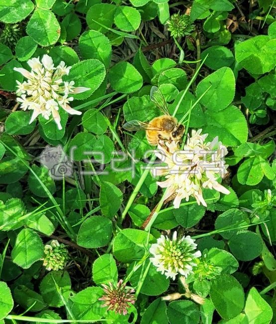 worker bee,bee,shamrock flower,clover,shamrock,honeybee,flower,petal,insect,bumblebee