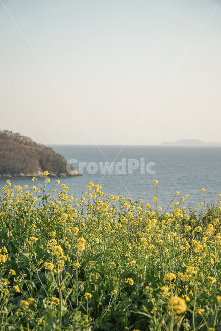 nature,자연,바다,ocean,유채꽃,봄,남해,남해바다,spring,flowers