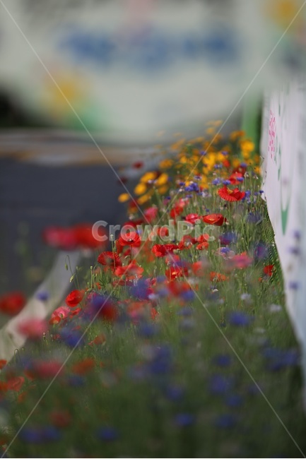 꽃,양귀비,자연,식물,양귀비꽃,식물,자연,plants,nature,꽃,flower