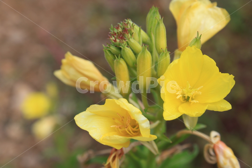 꽃,노란꽃,식물,향기,flower,자연,봄,여름,가을,공원,화단,화분,플라워,노란색,garden,floral,botany,blooming,식물,자연,plants,nature,꽃,flower
