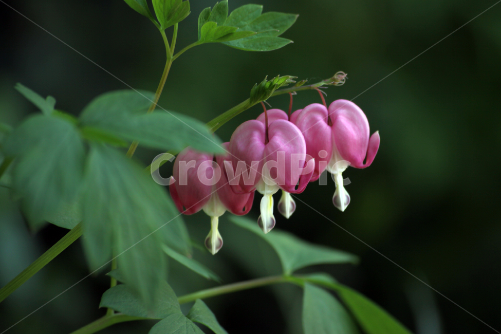 금낭화,분홍,핑크,녹색,식물,plant,blossom,꽃,flower,acanthaceae,식물,자연,plants,nature,꽃,flower