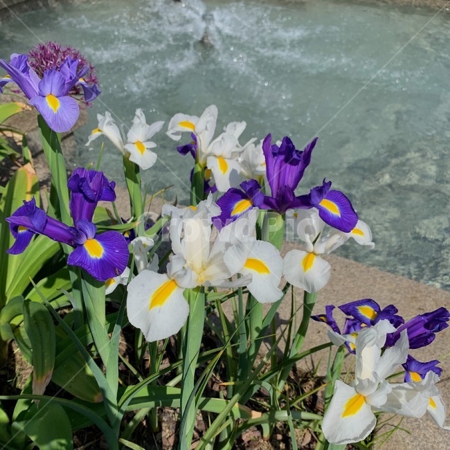 꽃,수선화,정원,flower,daffodil,narcicuss
