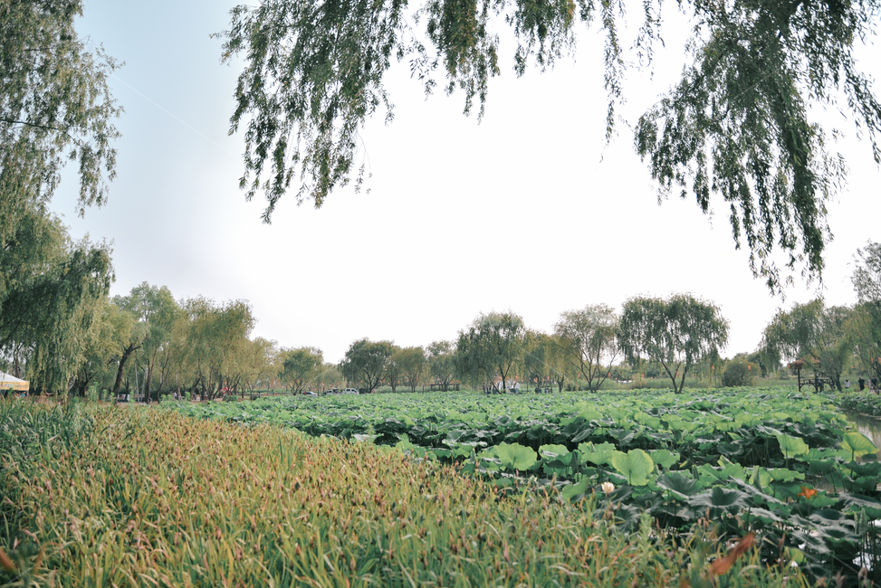 부여,연꽃,축제,자연,나무,초록,녹색,하늘,flower,tree,sky,green,nature,자연,풍경,nature,landscape,pottery,도기류,jar,항아리,potted plant,화분,plant,식물