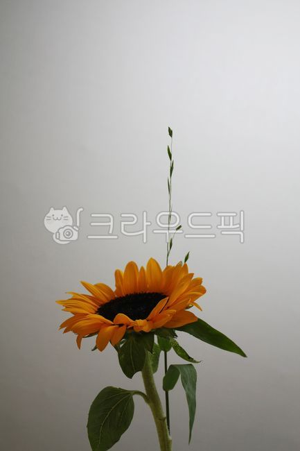 해바라기,식물,꽃,노란꽃,flower,plant,sunflower,blossom