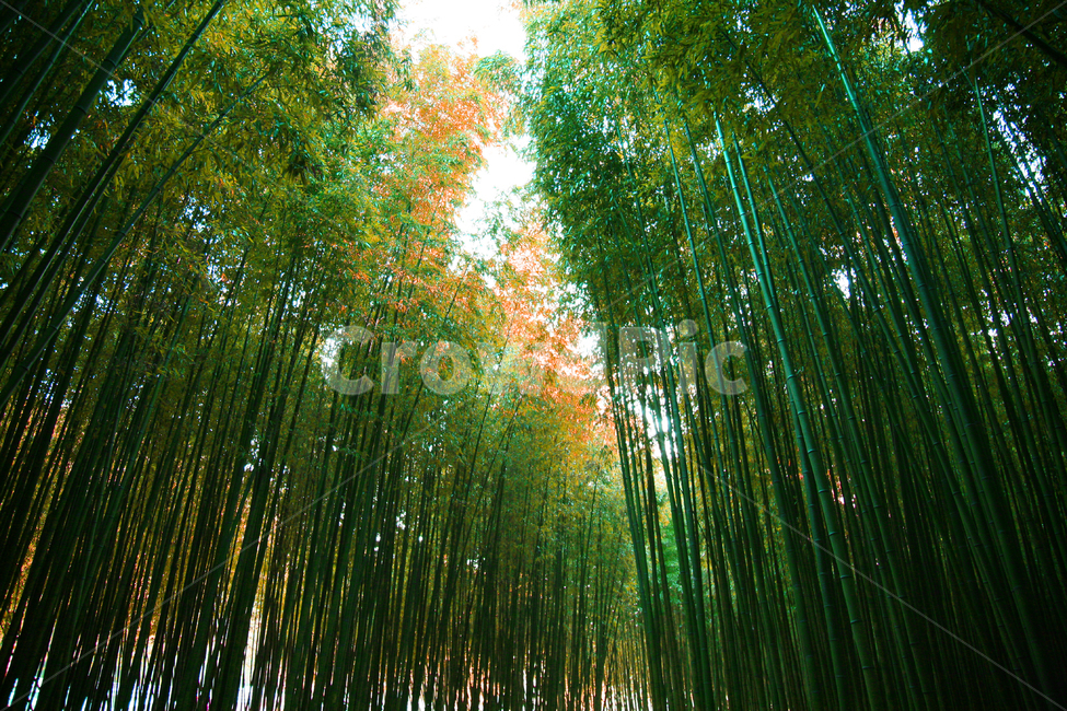 대나무,숲길,plant,식물,나무,자연,풍경,nature,landscape