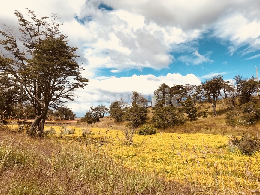 자연,nature,field,들,외국